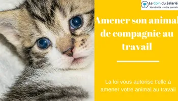 Votre animal peut-il vous accompagner au travail?