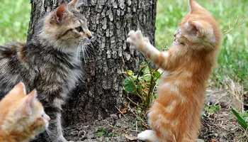 Vidéo : ce chat vous apprend à négocier votre salaire