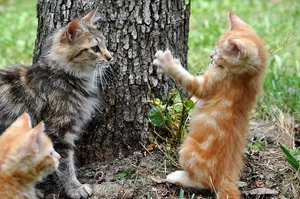 Vidéo : ce chat vous apprend à négocier votre salaire
